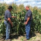 Farmers examining corn growing in field