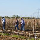 Farmworkers putting stakes up in field on summer day