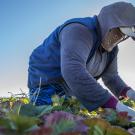 Farmworker harvesting strawberries wears a cloth face covering