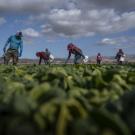 Farmworkers harvesting spinach