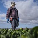 Farmworker standing in a spinach field