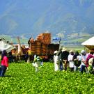 Farmworkers harvesting lettuce