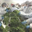 Cannabis research assembly line