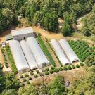 Aerial view of a cannabis farm