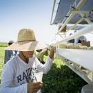 A farmworker pauses to take a drink