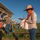 A supervisor takes notes as farmworkers harvest melons in the field