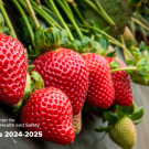 Strawberries in a field