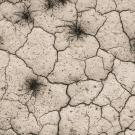 Photograph of dry, cracked soil with dead plants