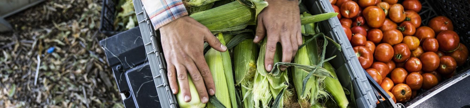 UC Davis student preps vegetables from Student Farm