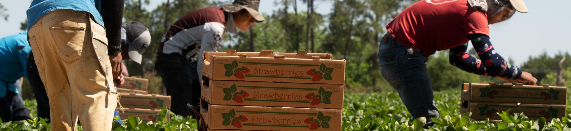 Farmworkers harvesting strawberries
