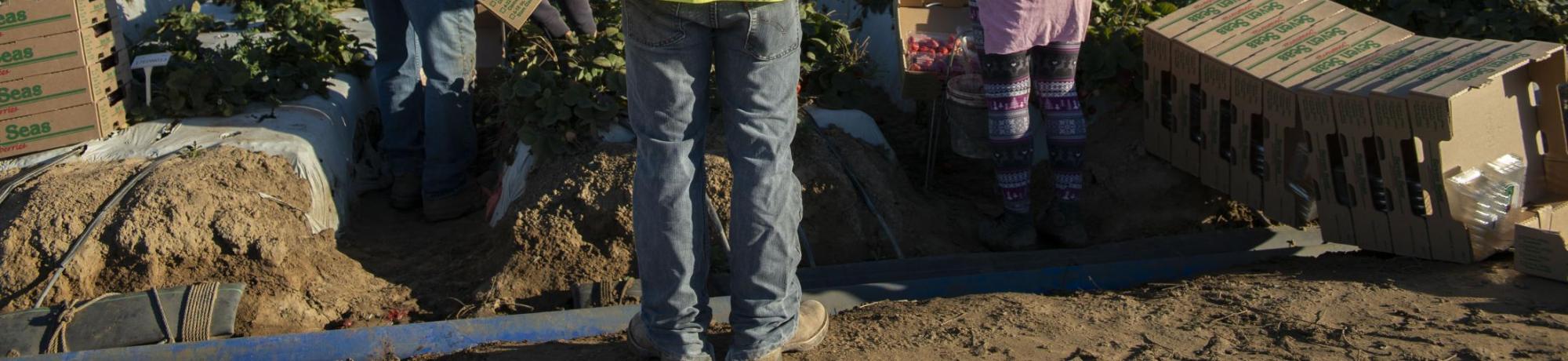 A farm supervisor oversees a strawberry harvest in the field