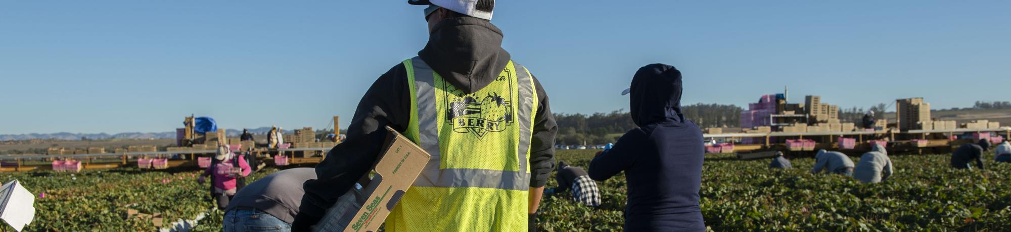A farm supervisor oversees a strawberry harvest in the field